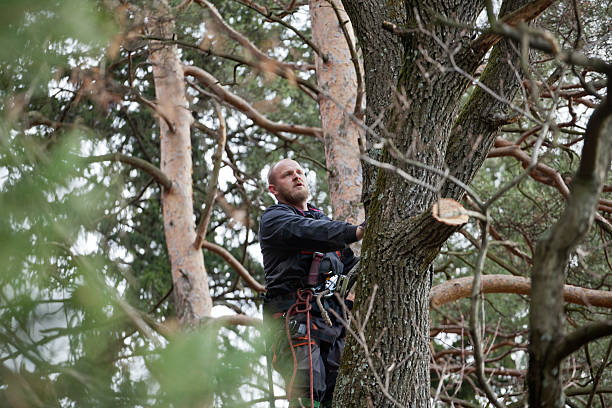 Best Arborist Consultation Services  in Town N Country, FL